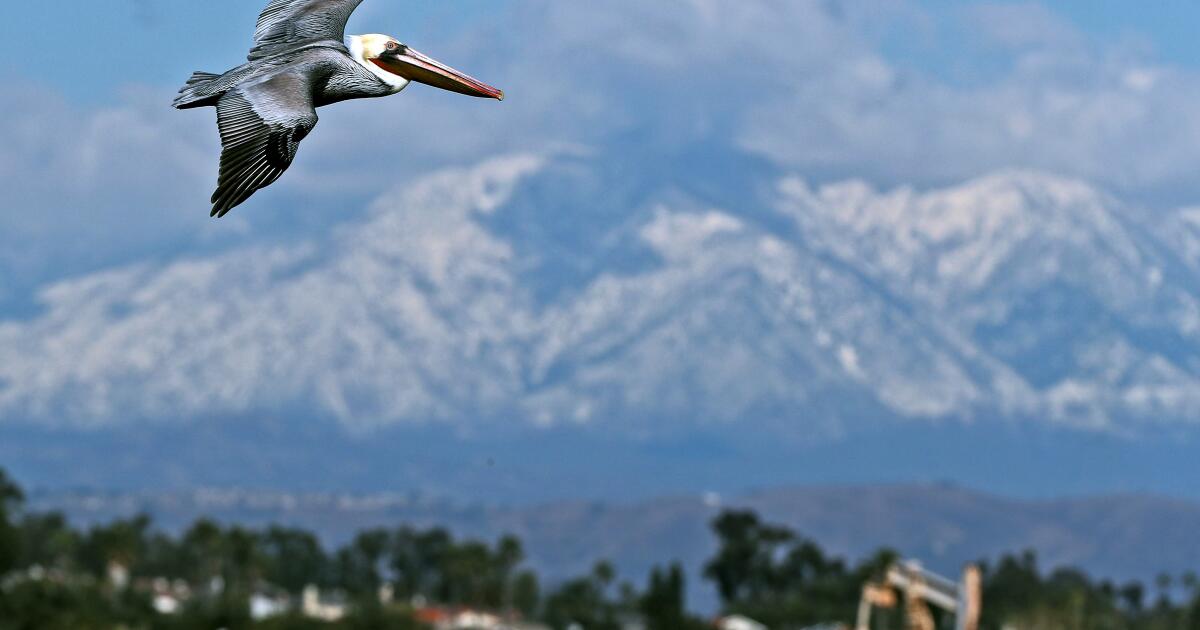 An den Stränden Südkaliforniens wurden zahlreiche hungernde braune Pelikane gefunden