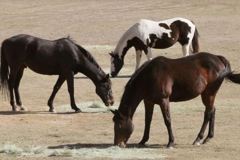 Horses of different colors enjoy a late brunch at a horse far along Lake Wohlford Road in Valley Center.