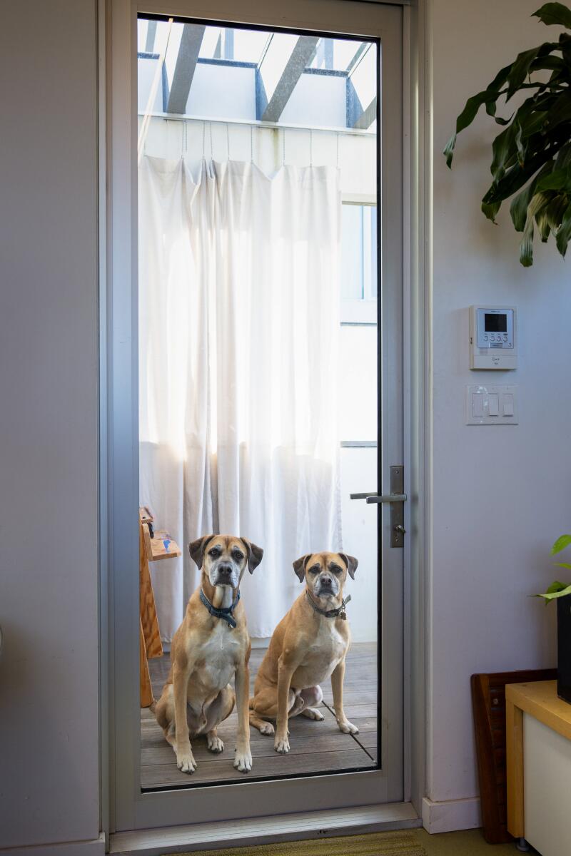 Two dogs sitting outside a glass door.
