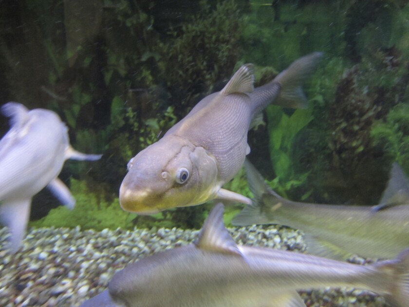 FILE - In this Tuesday, Oct. 2, 2018, file photo, a Colorado River razorback sucker fish is shown swimming in a tank at the U.S. Fish and Wildlife Service office in Lakewood, Colo. The U.S. Fish and Wildlife Service said Tuesday, July 6, 2021, it plans to propose reclassifying a rare Colorado River Basin fish called the razorback sucker from endangered to threatened status after a multiyear and multistate effort throughout the Southwestern U.S. to replenish its populations. (AP Photo/Dan Elliott, File)