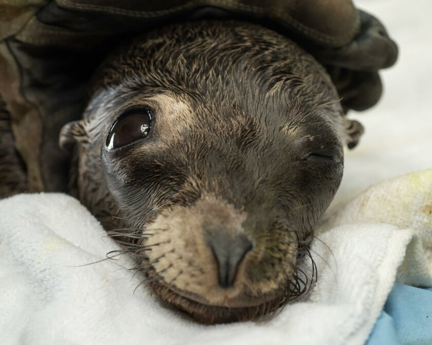 Rescued Sea Lion Pup From Marine Room Already Has Gained 4