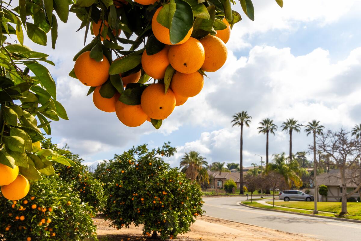 Orange trees and palm trees under a partly cloudy sky.
