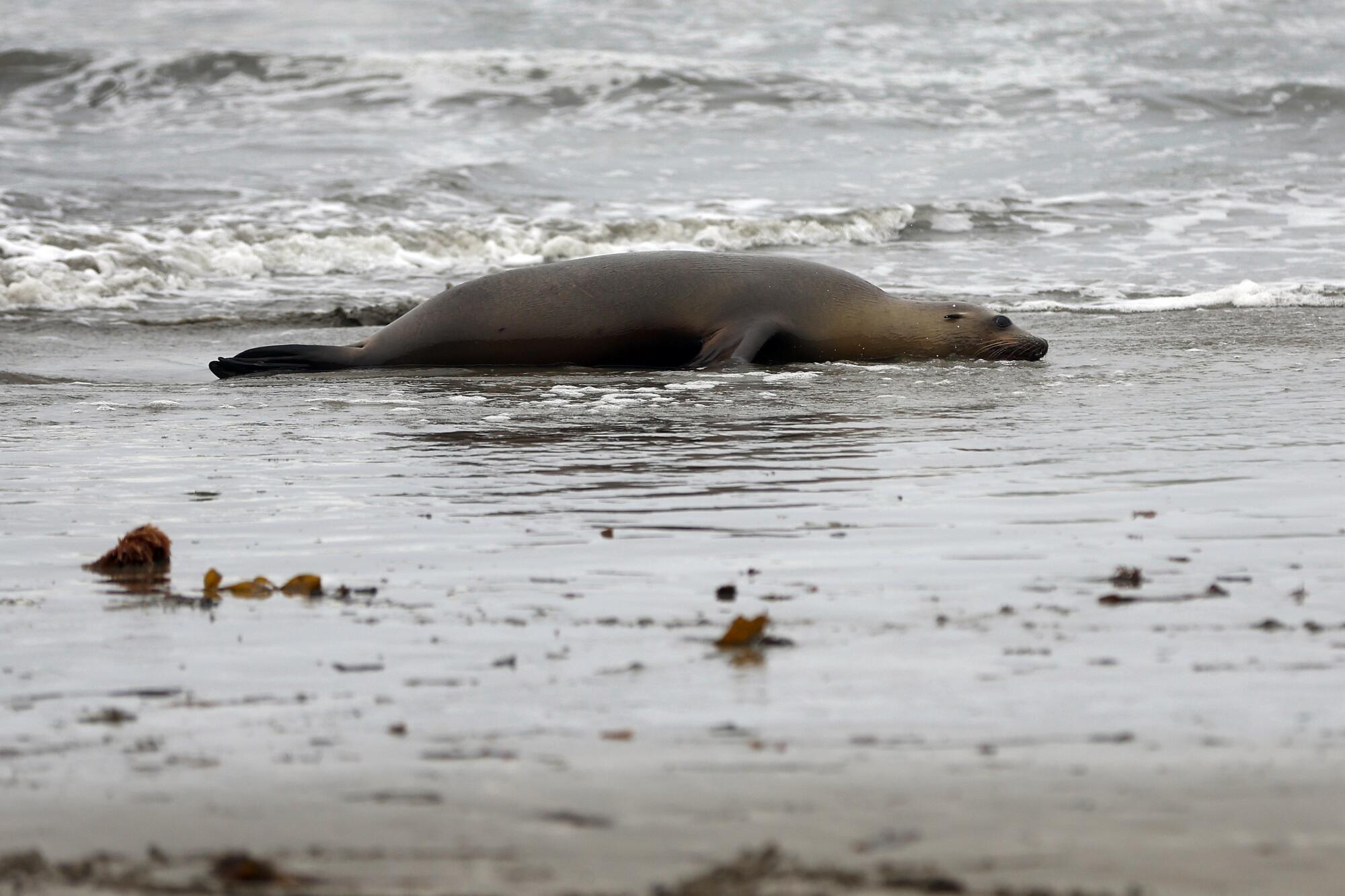 A sick California sea lion lies collapsed on a beach.