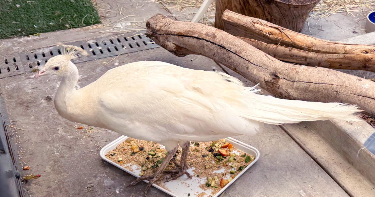 Postal worker charged with beating Sugar, a beloved Pasadena white peacock - BERITAJA
