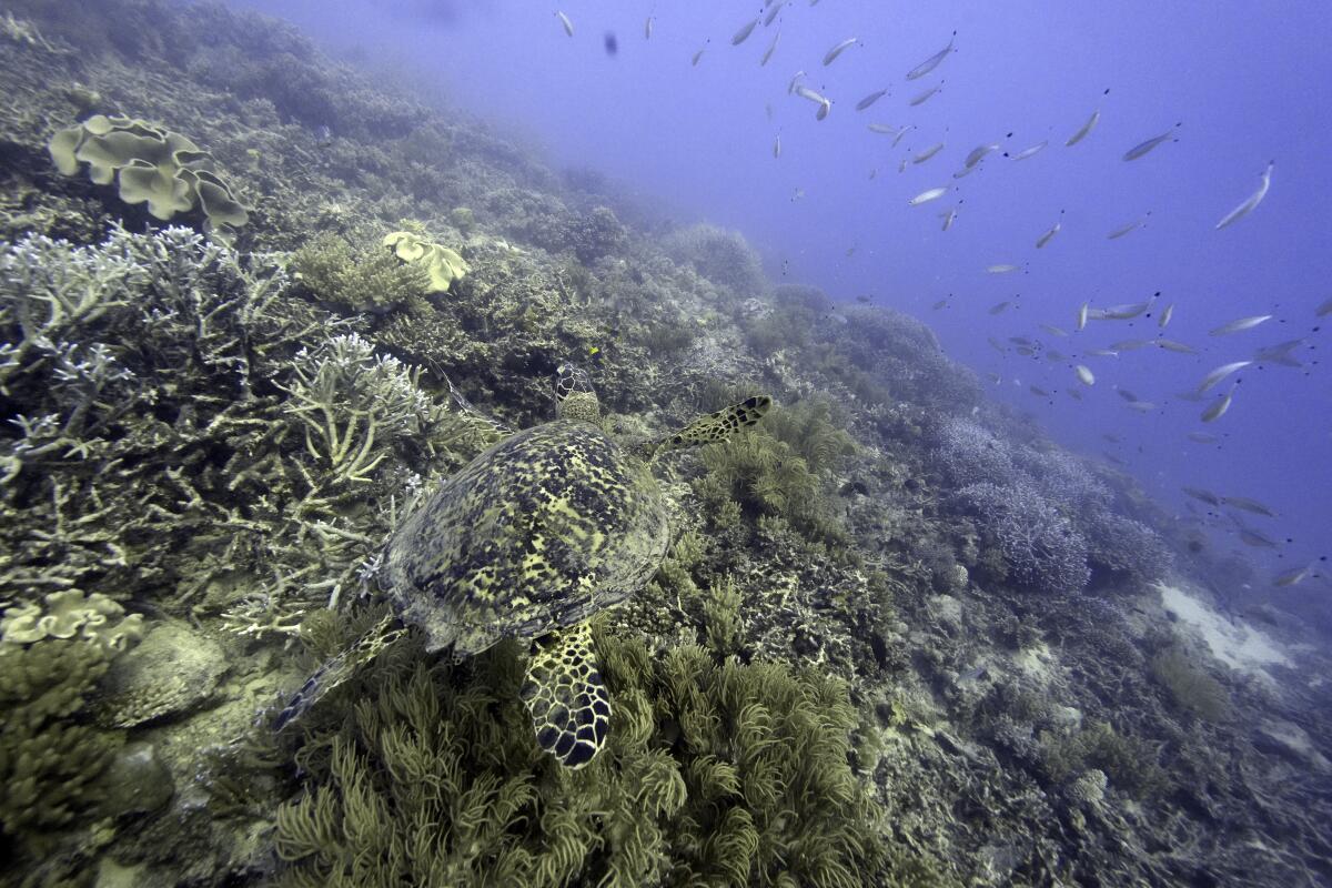 ARCHIVO - Una tortuga marina nada sobre corales en el Arrecife Moore en el Territorio Marino de Gunggandji