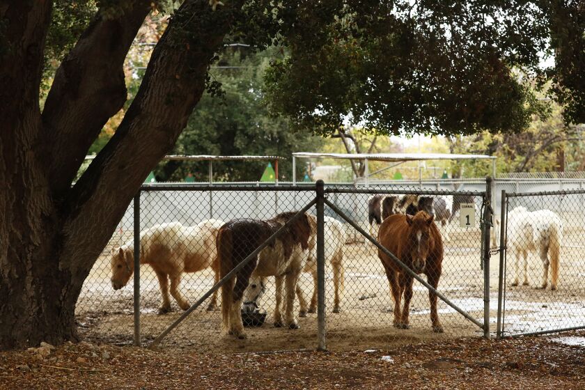 LOS ANGELES, CA - DECEMBER 09: Pony's resting in their enclosure at the Griffith Park Pony Rides on a rainy Thursday. The city of Los Angeles advanced a plan to hire an equestrian expert to assess the well-being of the horses used at the Griffith Park Pony Rides in response to allegations from activists who are calling for a ban of the practice. The motion was made by Councilmember Nithya Raman and Paul Koretz Tuesday and now goes before the full council. Griffith Park Pony Rides on Thursday, Dec. 9, 2021 in Los Angeles, CA. (Al Seib / Los Angeles Times).