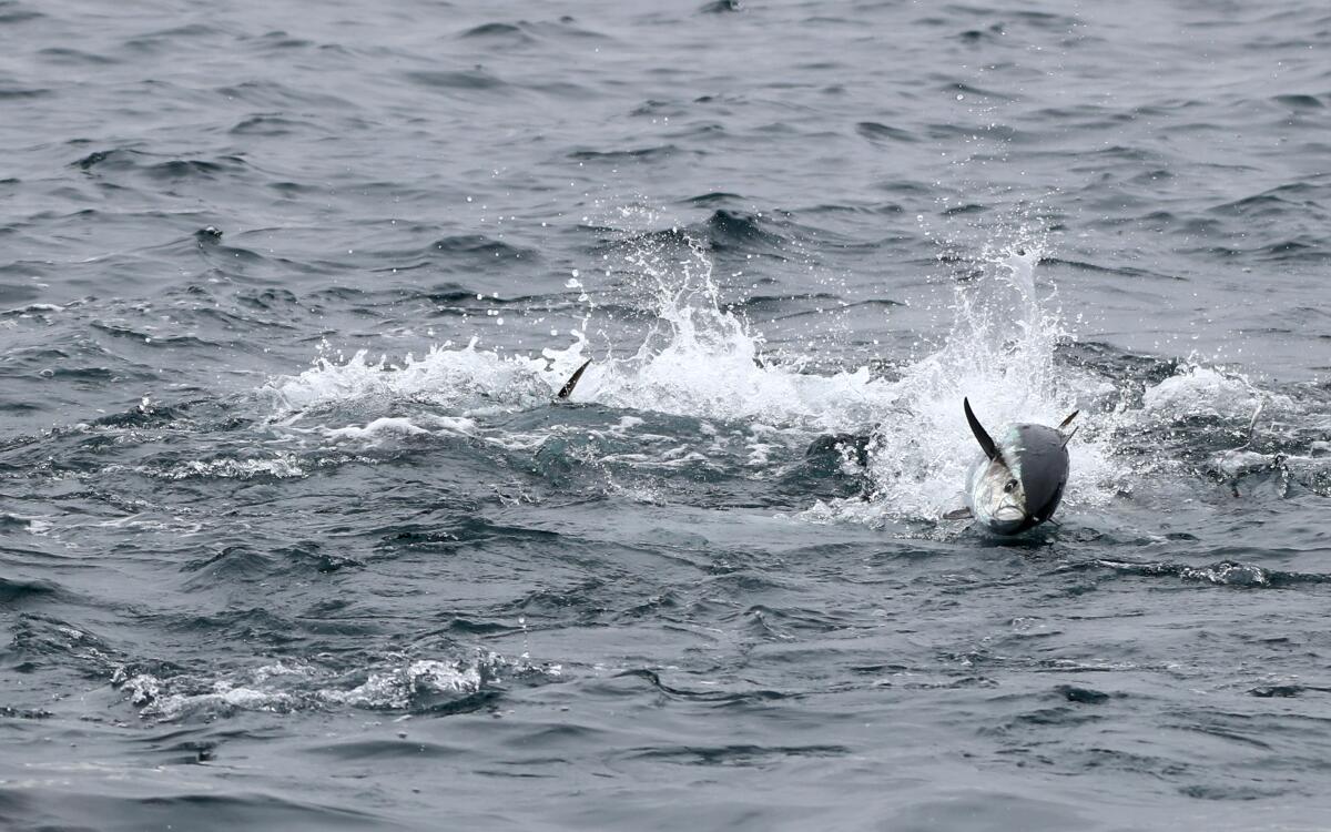A bluefin tuna chases small fish during feeding frenzy by a school of tuna.