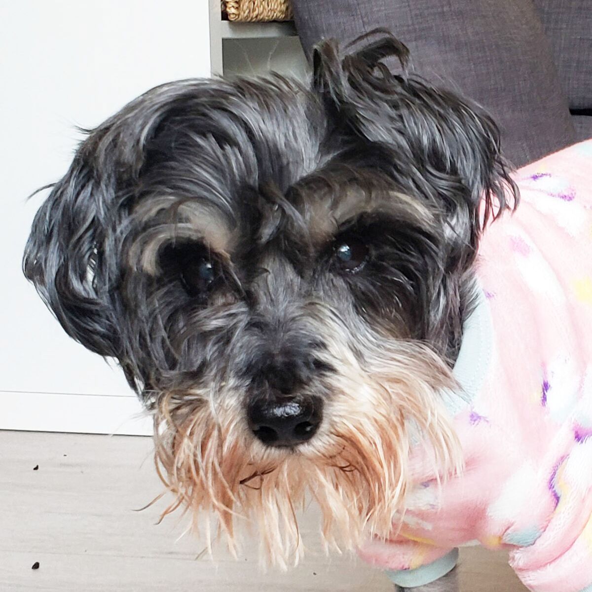 Greta will be available for adoption after her medical needs are addressed.