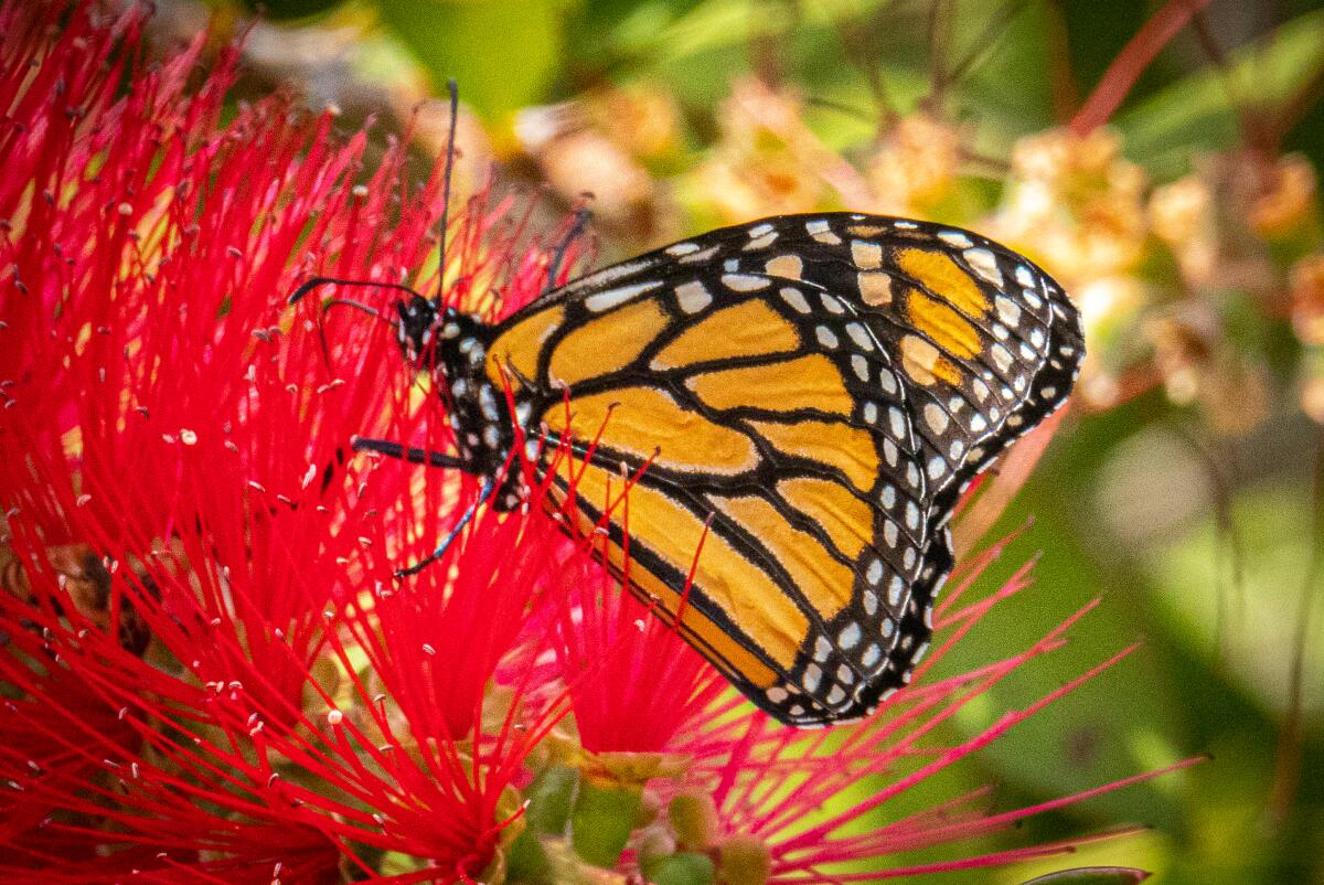 A closeup of a monarch butterfly on a flower
