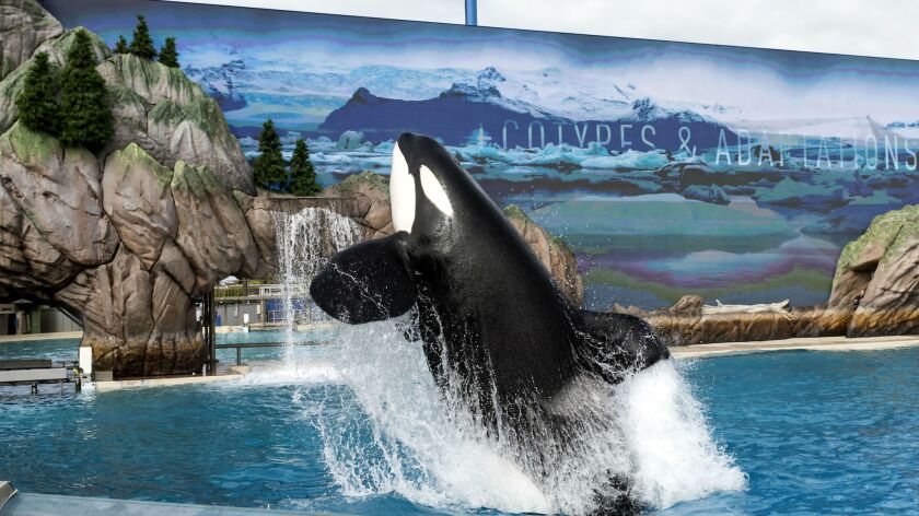 SeaWorld San Diego answers critics with a slow and boring new Orca Encounter show - Los Angeles Times