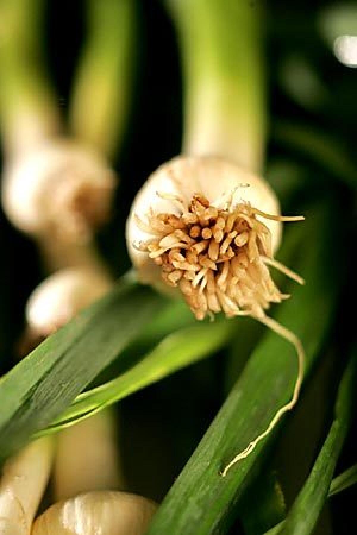 Green garlic, also called young garlic, shows up at farmers markets in early spring.