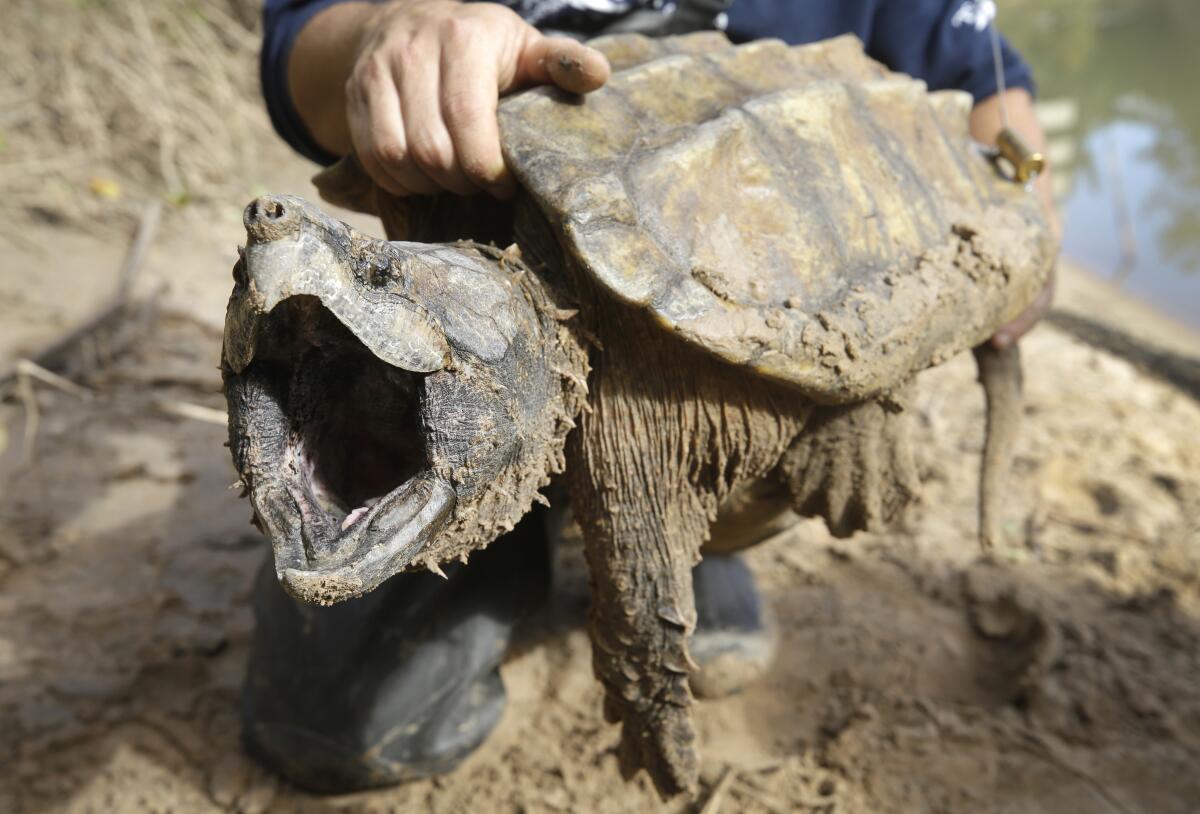 Un ejemplar macho de tortuga caimán abre el hocico después de ser capturado 