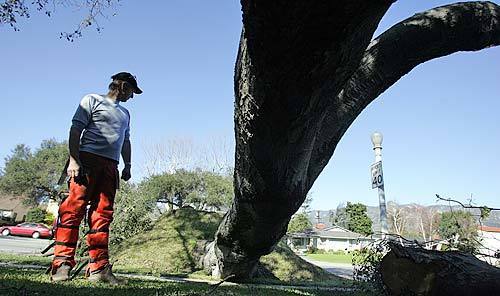 Chris Whiting, a tree cutter looking to salvage wood to sell as firewood, checks on a huge oak tree in a front yard in Pasadena. Whiting started work around 6 a.m., cutting limbs blocking cars into their driveways, and spent all day cleaning up the mess left by high winds.