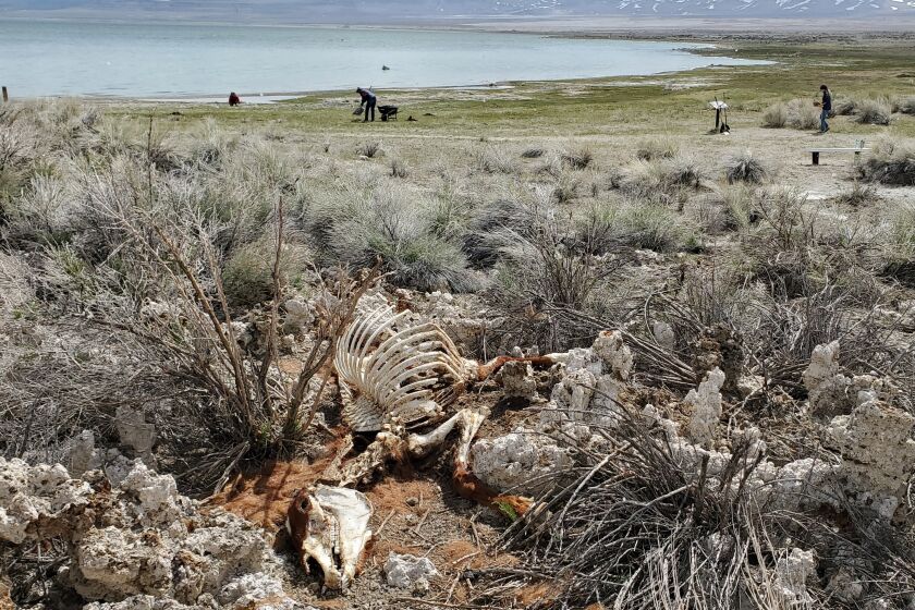 The remains of a wild horse sit along the shores of Mono Lake, as seen on May 6, 2023. Forest Service officials believe several horses may have died as a result of this year's snowy winter.
