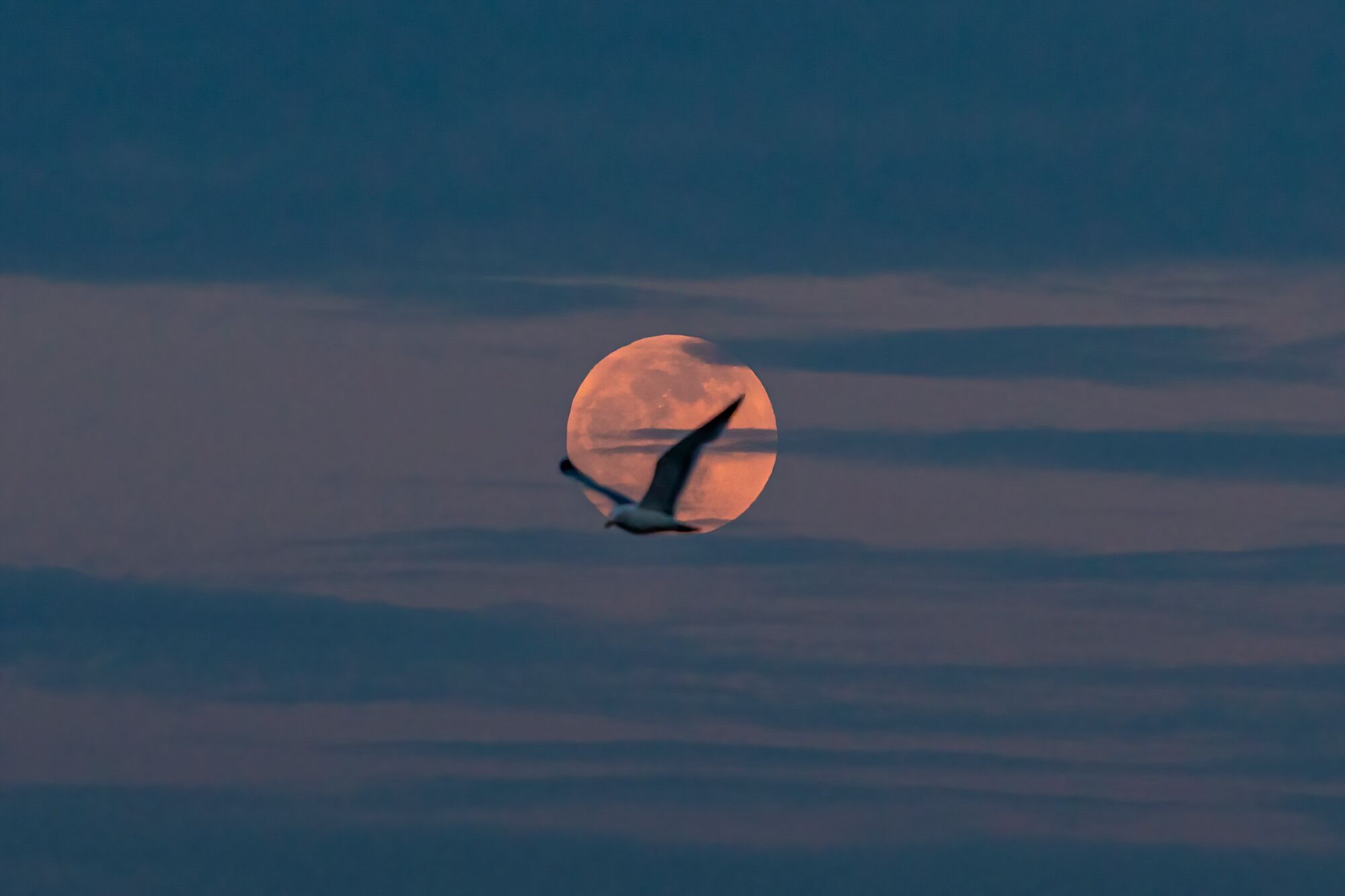 A seagull flies in front of a full lunar eclipse.
