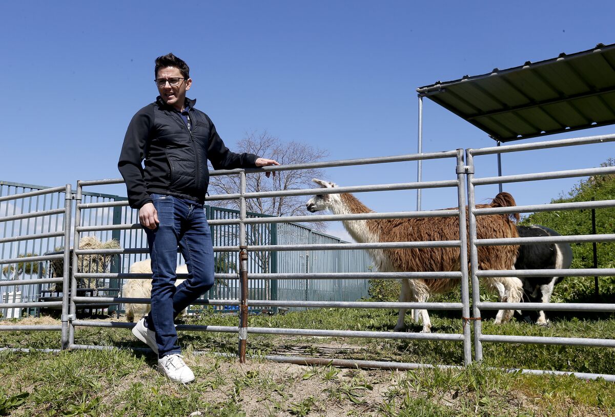 Centennial Farm supervisor Allen Mesick stands Tuesday outside the Pacific Amphitheatre berm with Knitty the llama.