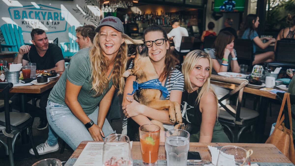 A pup enjoys brunch at Backyard Kitchen and Tap in Pacific Beach.