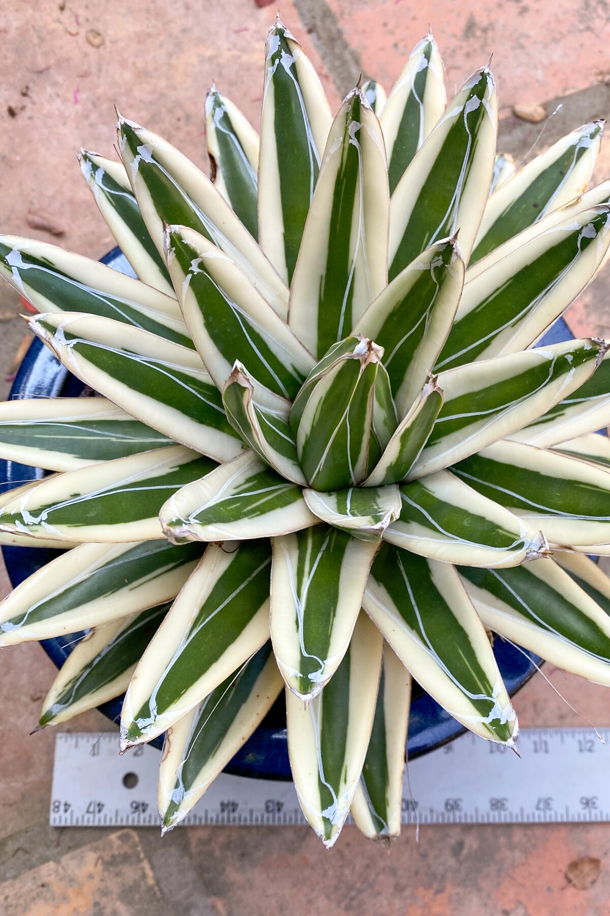 White rhino agave has grey-green spear-like leaves edged with thick cream-colored stripes.