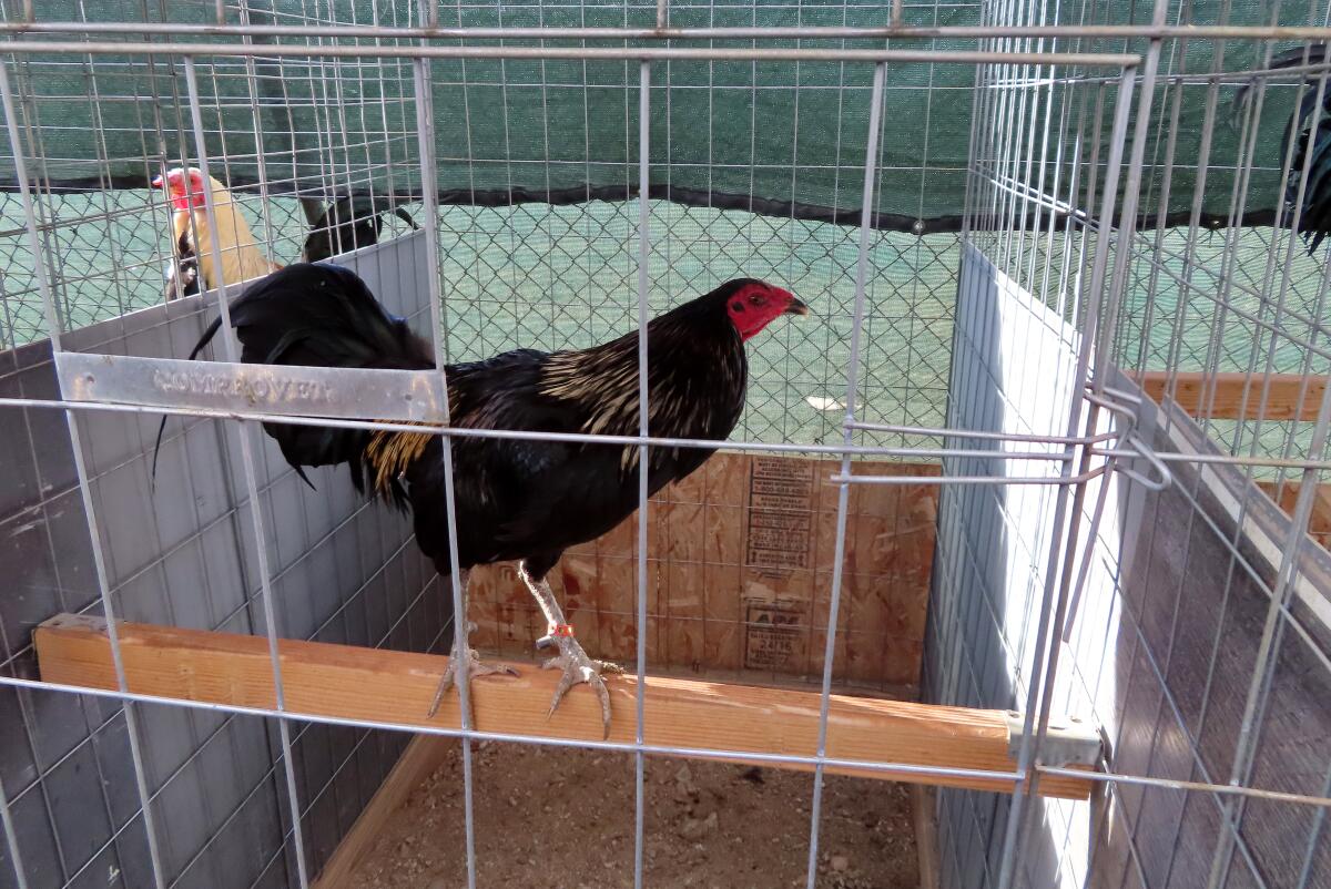 70 Roosters Seized In Cockfighting Raid Near Palmdale Los Angeles Times 