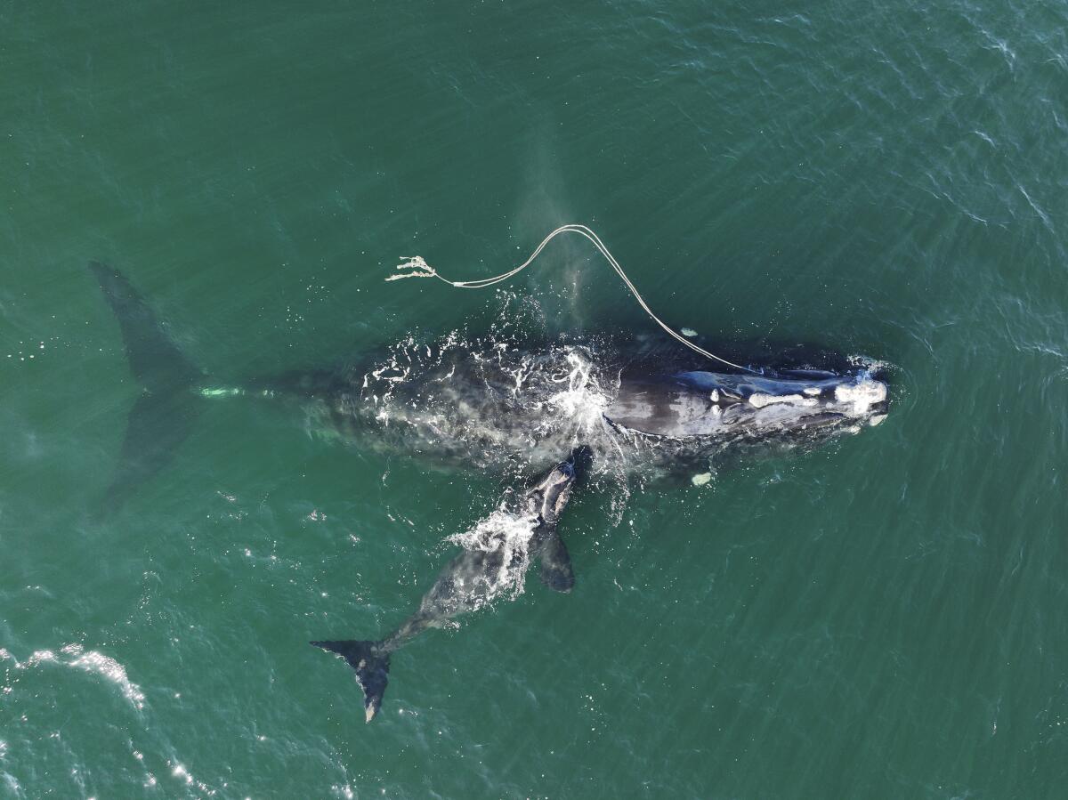An endangered North Atlantic right whale is entangled in fishing rope alongside a newborn calf in the water.