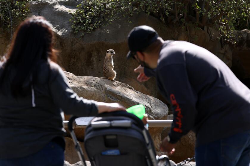 LOS ANGELES, CA - FEBRUARY 16: Visitors look at the meerkat exhibit at the Los Angeles Zoo on reopening day after being closed for nearly three months on Tuesday, Feb. 16, 2021 in Los Angeles, CA. Admission is modified with timed-entry reservations required and some exhibits still closed to the public. (Dania Maxwell / Los Angeles Times)