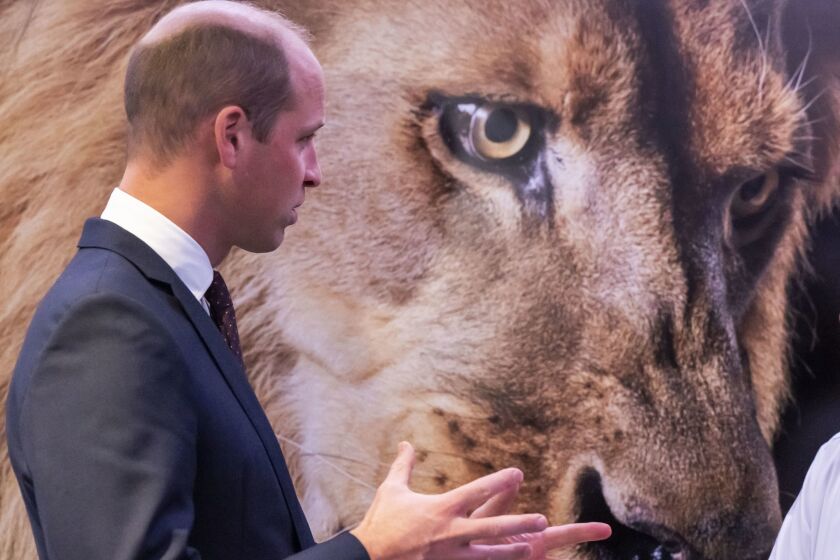 Britain's Prince William speaks during the United for Wildlife (UfW) Global Summit at the Science Museum in London, Tuesday, Oct. 4 2022. (Paul Grover/Pool Photo via AP)