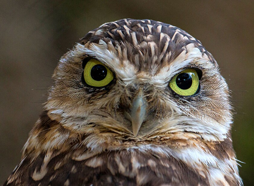 Western burrowing owl