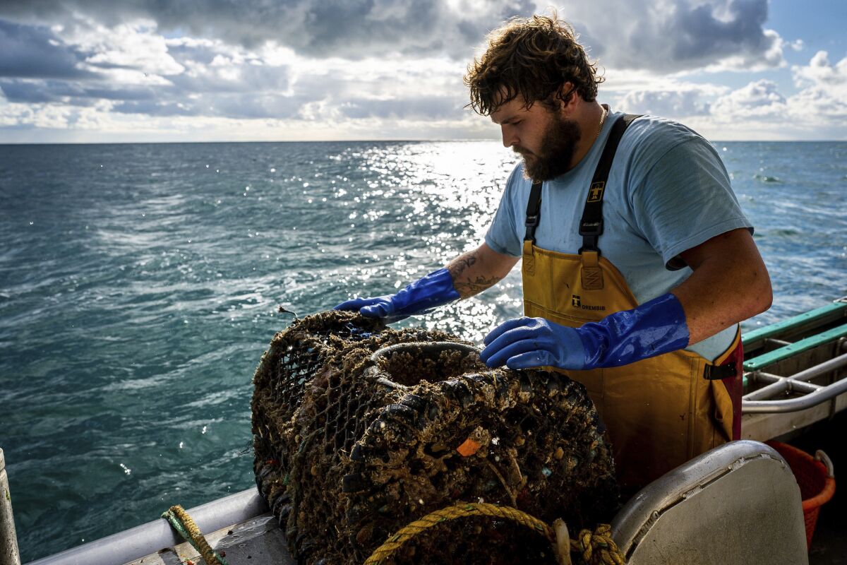 Fisherman Jack Bailey, 25, hauls a lobster pot as he lands crabs and lobster on his boat, White Waters, during a days fishing off the coast of Jersey, Wednesday, Nov. 3, 2021. French trawler owners in Normandy have reacted with confusion and consternation after President Emmanuel Macron extended a Tuesday deadline for the British government to license more French fishing vessels, the subject of a post-Brexit spat between the two countries. (Ben Birchall/PA via AP)