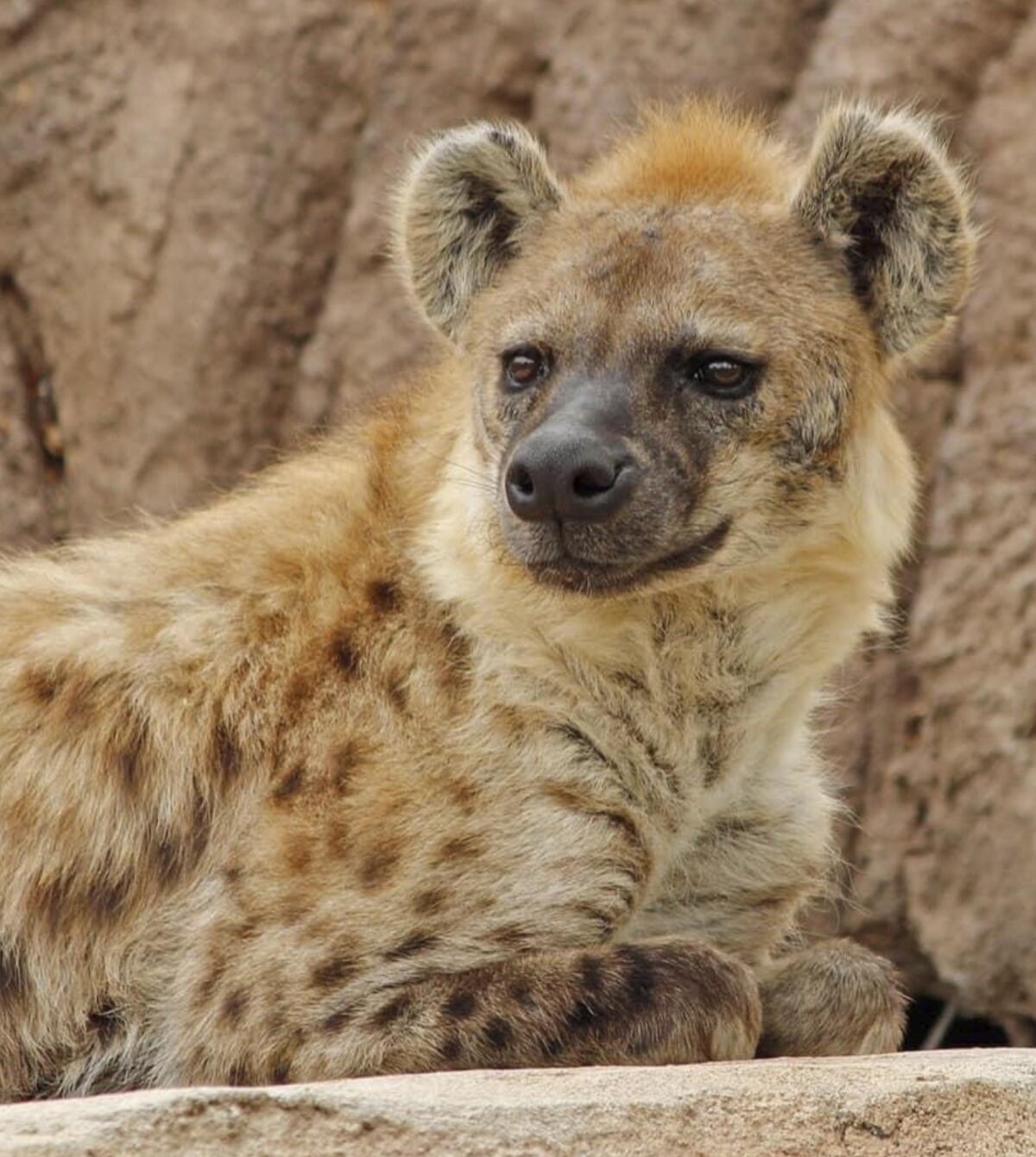 Foto suministrada por el Zoológico de Denver muestra a Kibo, una de dos hienas que ha dado positivo