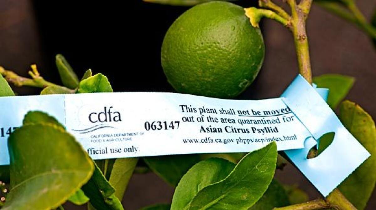 Authorities are scrambling to implement new regulations for citrus growers who sell at farmers markets.