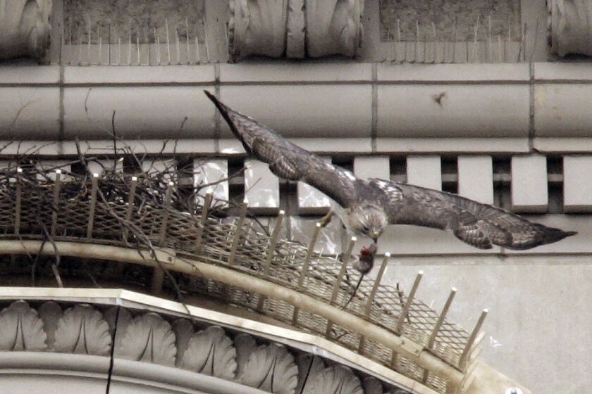 FILE - Pale Male, a red tailed hawk, leaves his nest with a rat he just caught hanging from his beak, Thursday, Feb. 17, 2005, in New York. Pale Male, who brought a touch of the wild to swanky Manhattan as he nested above Fifth Avenue with a succession of mates for more than 30 years, died late Tuesday, May 16, 2023, after being found ill and grounded in Central Park, wildlife rehabilitator Bobby Horvath posted on Facebook. The hawk was believed to be 33 years old. (AP Photo/Julie Jacobson, File)