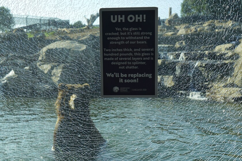 A bear in a zoo behind damaged glass