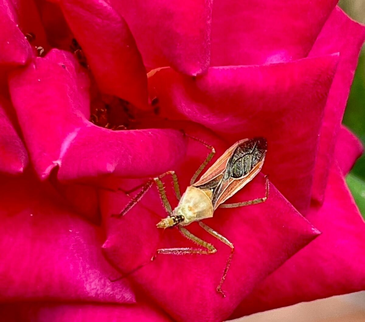 An assassin bug on a pink flower.