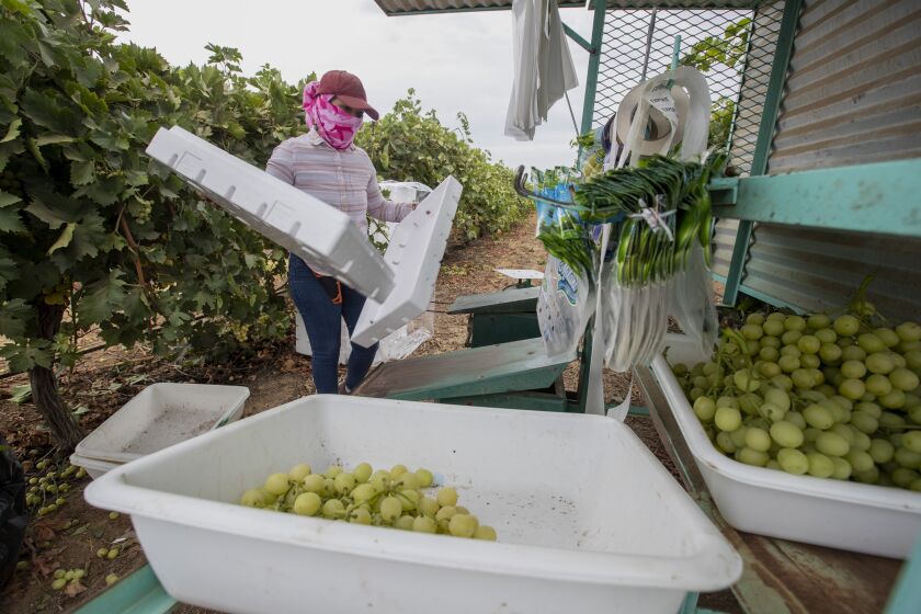 DELANO, CA - AUGUST 13: Farmworker Alma Guedea packs up freshly harvested grapes Thursday, Aug. 13, 2020 in Delano, CA. Brian van der Brug / Los Angeles Times)