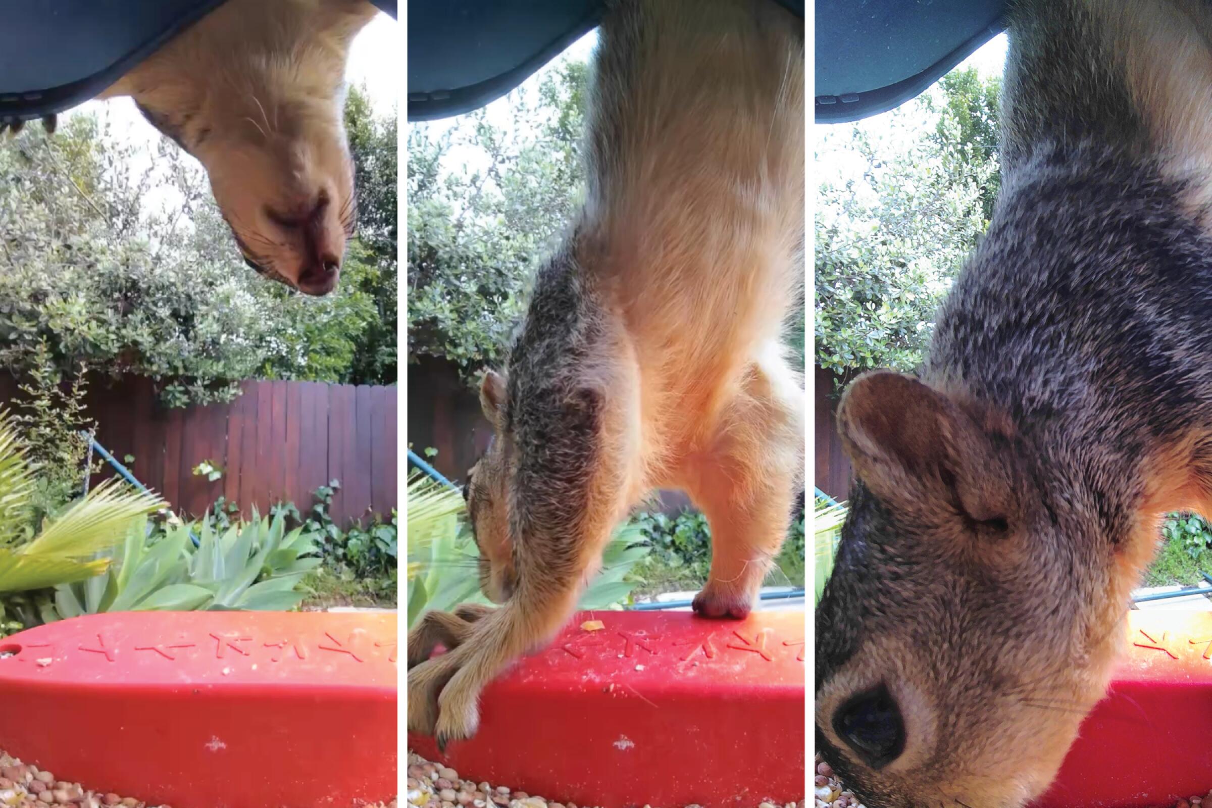 A group of three photos of a squirrel balancing on a birdfeeder.