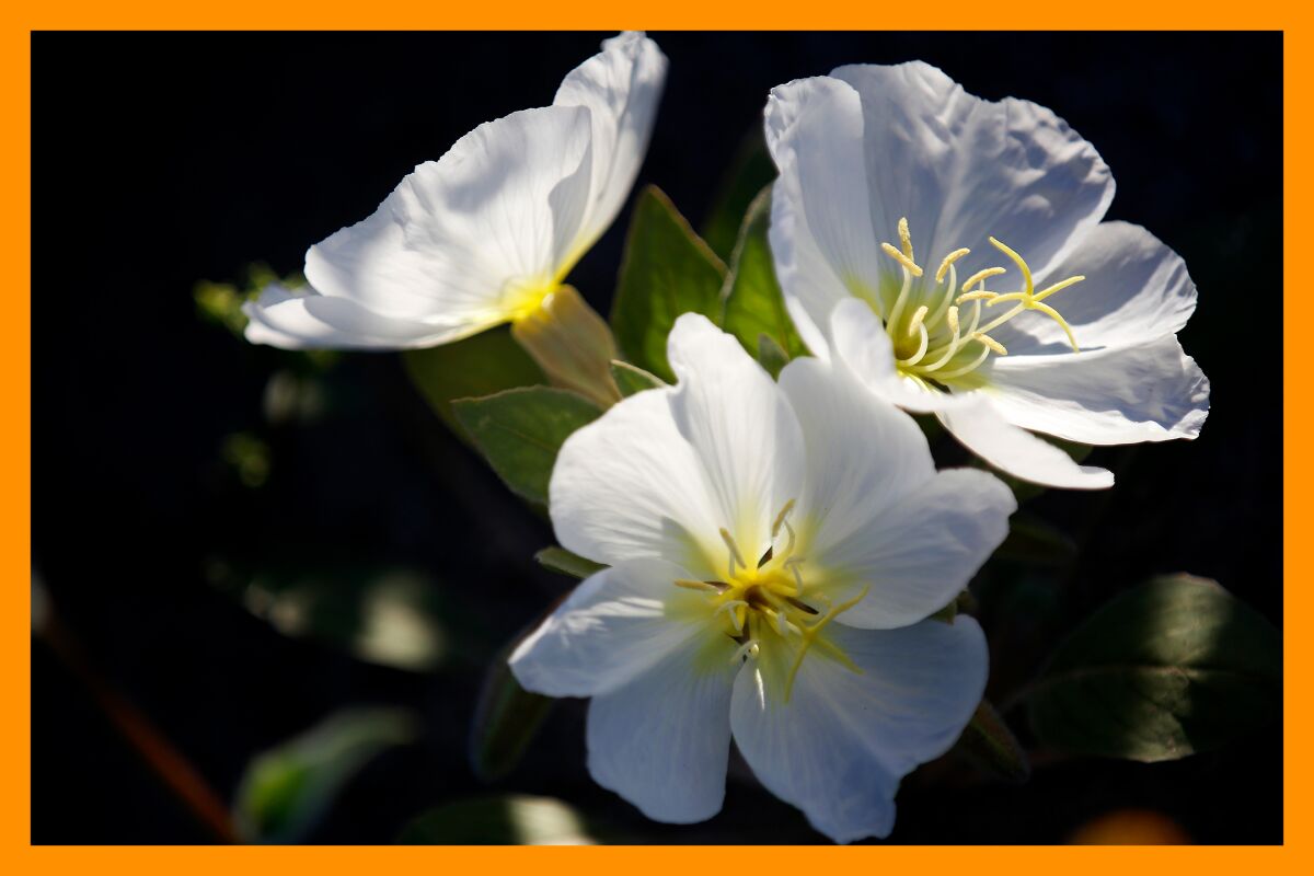 Three white flowers with yellow centers.