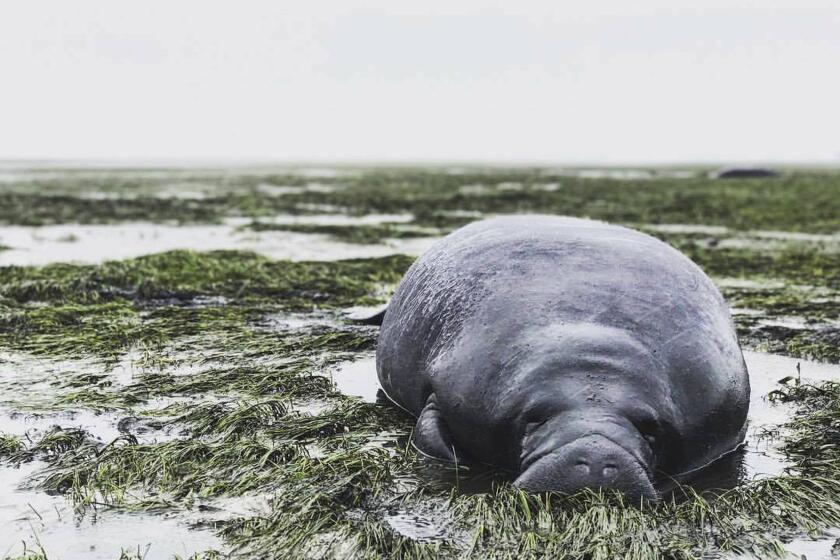 This photo provided by Michael Sechler shows a stranded manatee in Manatee County, Fla., on Sept. 10, 2017. The mammal was stranded after waters receded from the Florida bay as Hurricane Irma approached.
