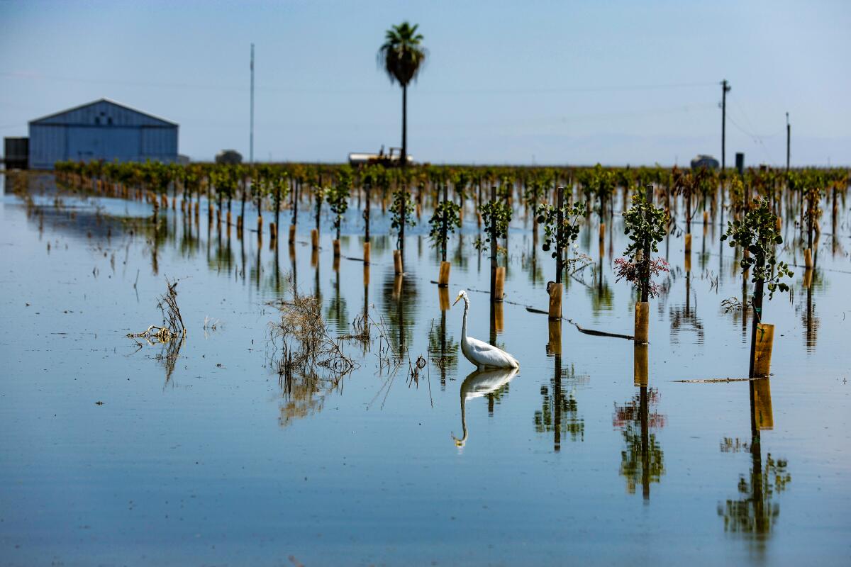 A flooded field shows small pistachio trees reflected in the water as a white bird stands in the middle.