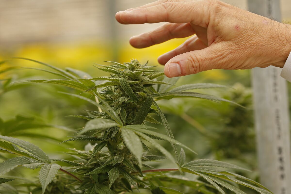 Dennis Bozanich, the Santa Barbara County official who implemented the county's marijuana program, inspects a pungent bud at Arroyo Verde in May.