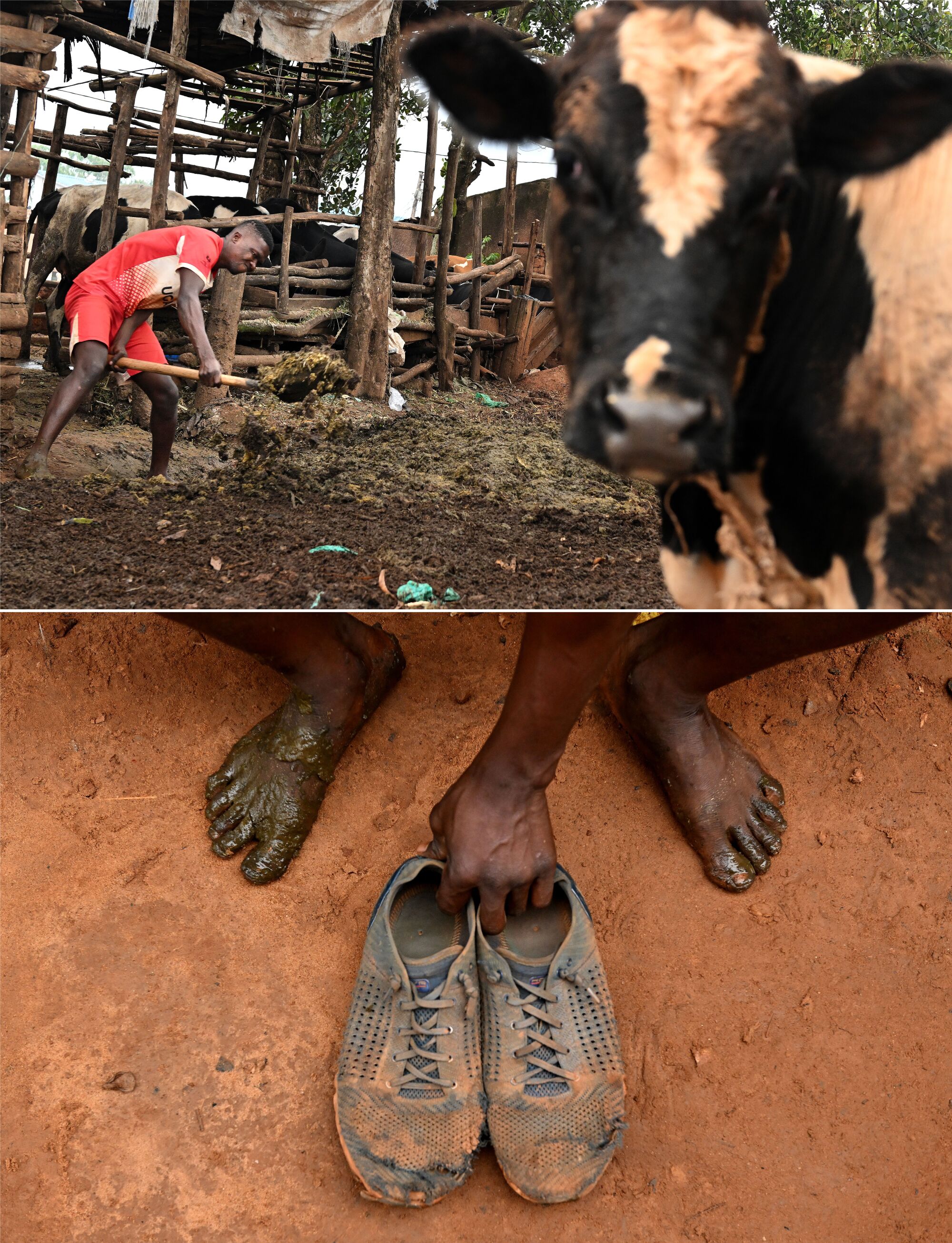 A barefoot Dennis Kasumba shovels cow manure to earn money to feed his family.