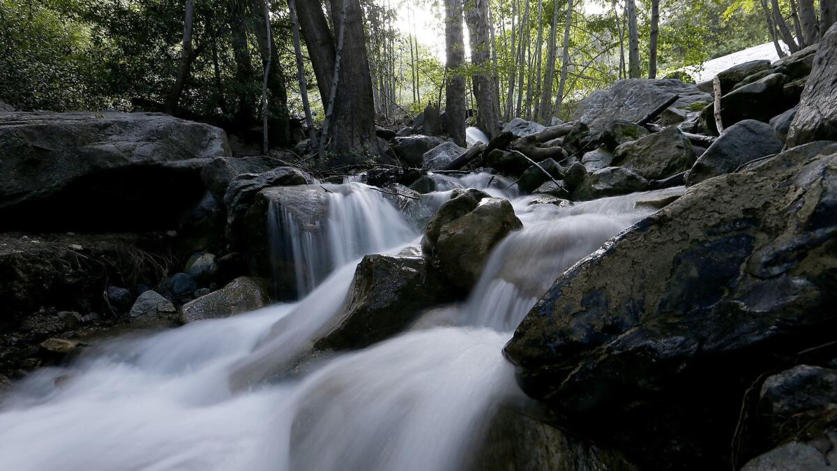 One of the spring-fed creeks that refresh Coldbrook Campground.