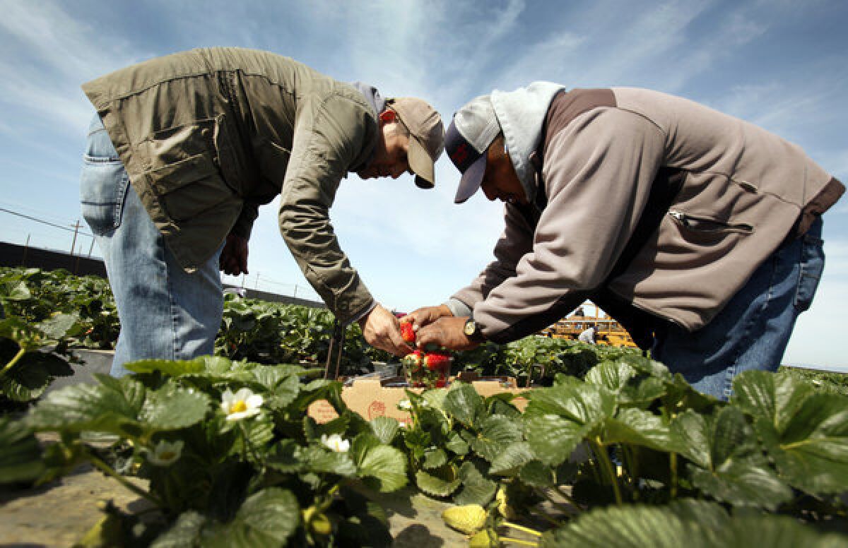 Los Angeles Times reporter Hector Becerra, left, is instructed by foreman Antonio Lopez, right, on how to pack a box of strawberries.