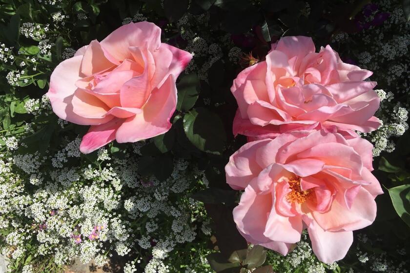 Pink 'First Prize' hybrid tea roses are grown with small, white flowers of alyssum.