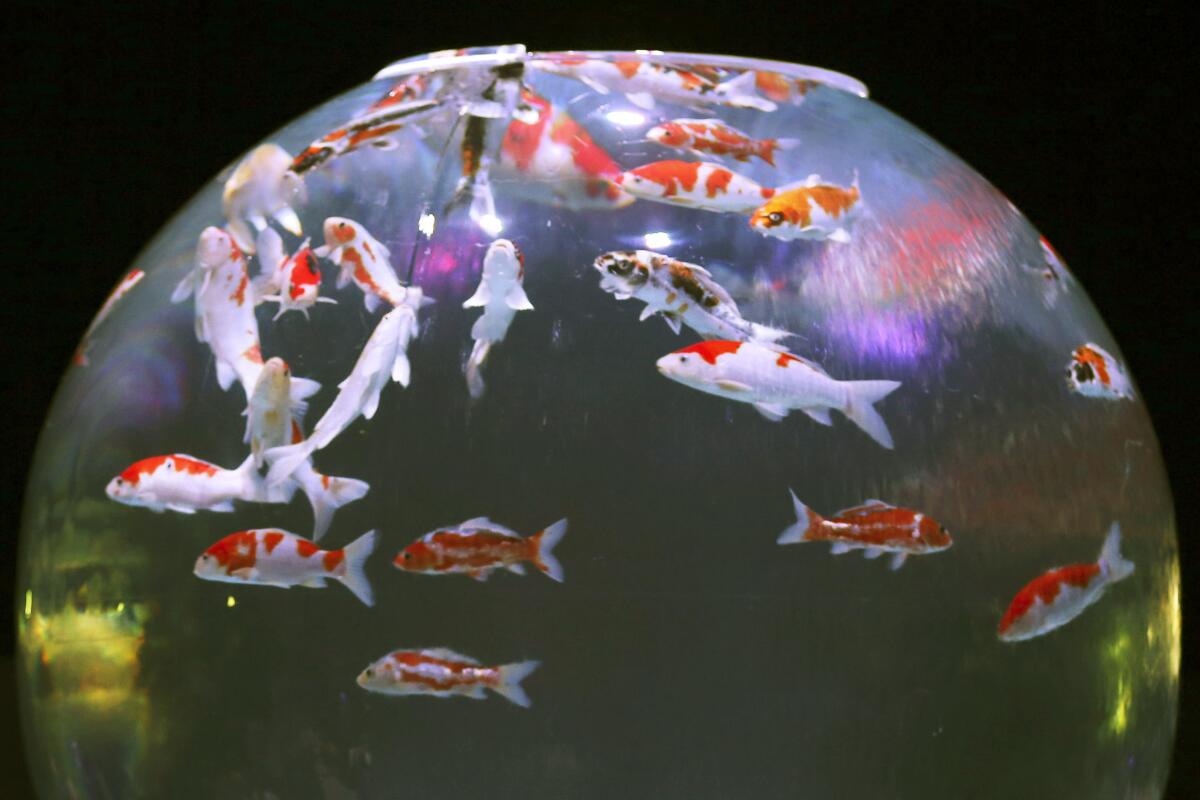 Goldfish and carp swim in a spherical water tank at an art aquarium exhibition in Tokyo.