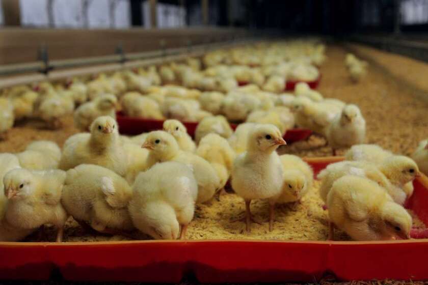 Farms use about 80% of the nation's antibiotics supply, sometimes in healthy animals to speed up growth or prevent illness in unsanitary conditions.