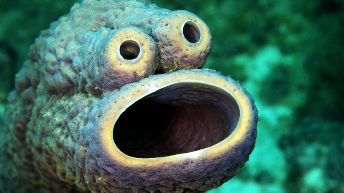 Whoa! This sea creature looks just like Cookie Monster - Los Angeles Times
