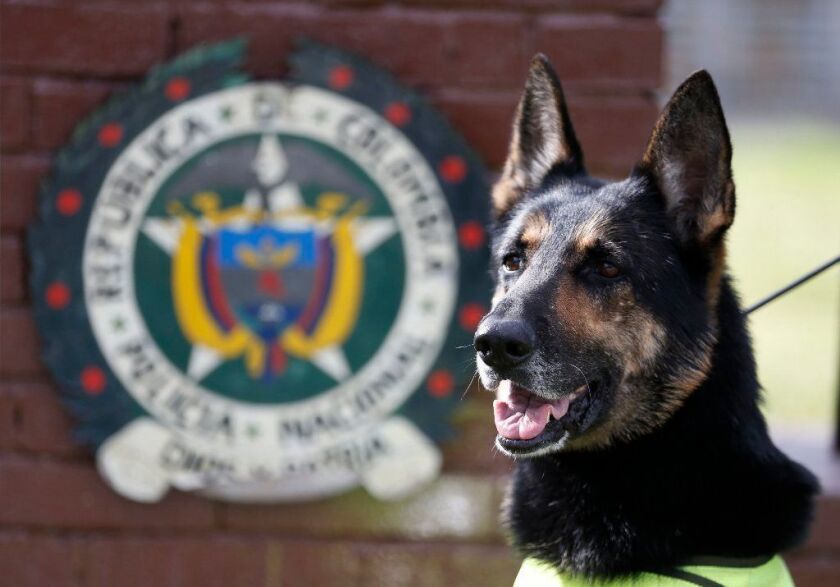 Drug dog Sombra has helped detect more than 2,000 kilos of cocaine hidden in suitcases, boats and large shipments of fruit.