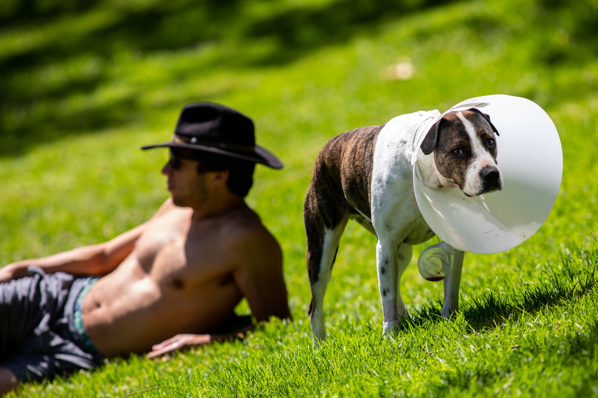 Django, wearing a collar after a surgery, spent time looking for lizards while his "dad," Jared Talla, relaxed on a grassy patch near the Silver Lake Recreation Center in Los Angeles.