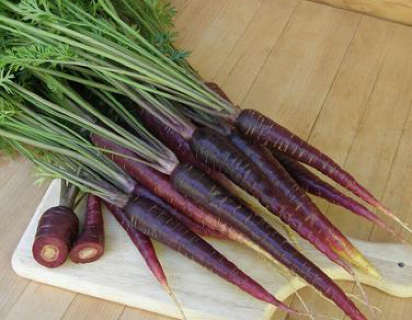 carrot-purple-sun-72dpi-3_1024x1024.jpg