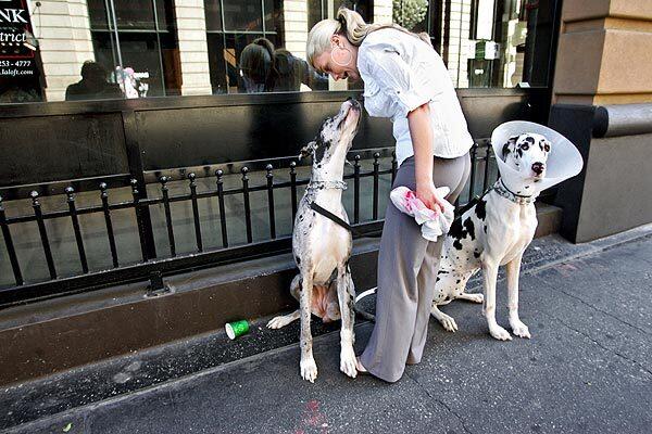 Alexandra Fowler scolds her 3-year-old Great Dane, Sonata, after the canine went to the bathroom on the sidewalk on 4th Street near Spring Street in downtown Los Angeles. At right is her other Great Dane, Bella, also 3 years old. Fowler lives in a nearby loft on 4th Street. See full story